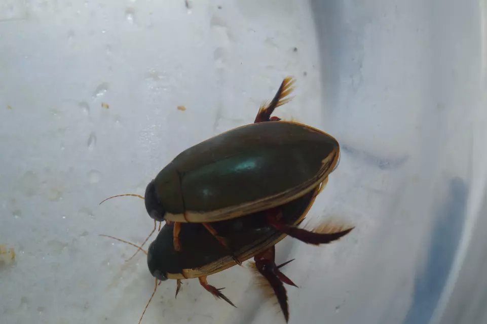 tripunctatus 鞘翅目龙虱科一种,广泛分布于中国大部分地区.