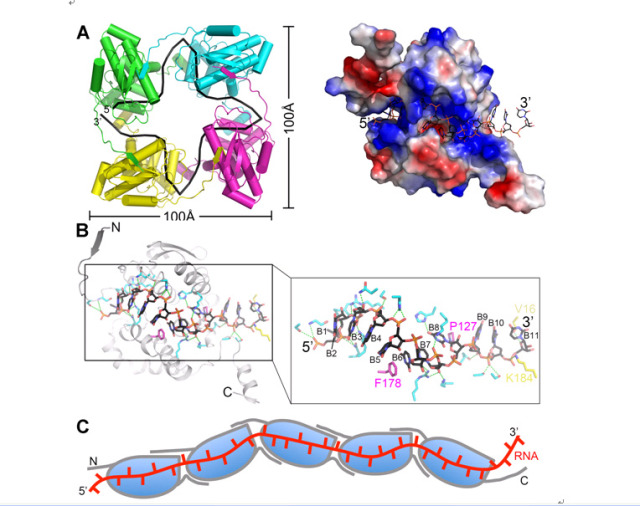 p>核蛋白(英文:nuclear protein)是指在细胞质内合成, 然后运输到核