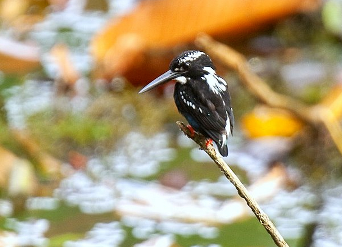  p>银翠鸟(学名: i>alcedo argentata /i>):是一种小型 a href="#"