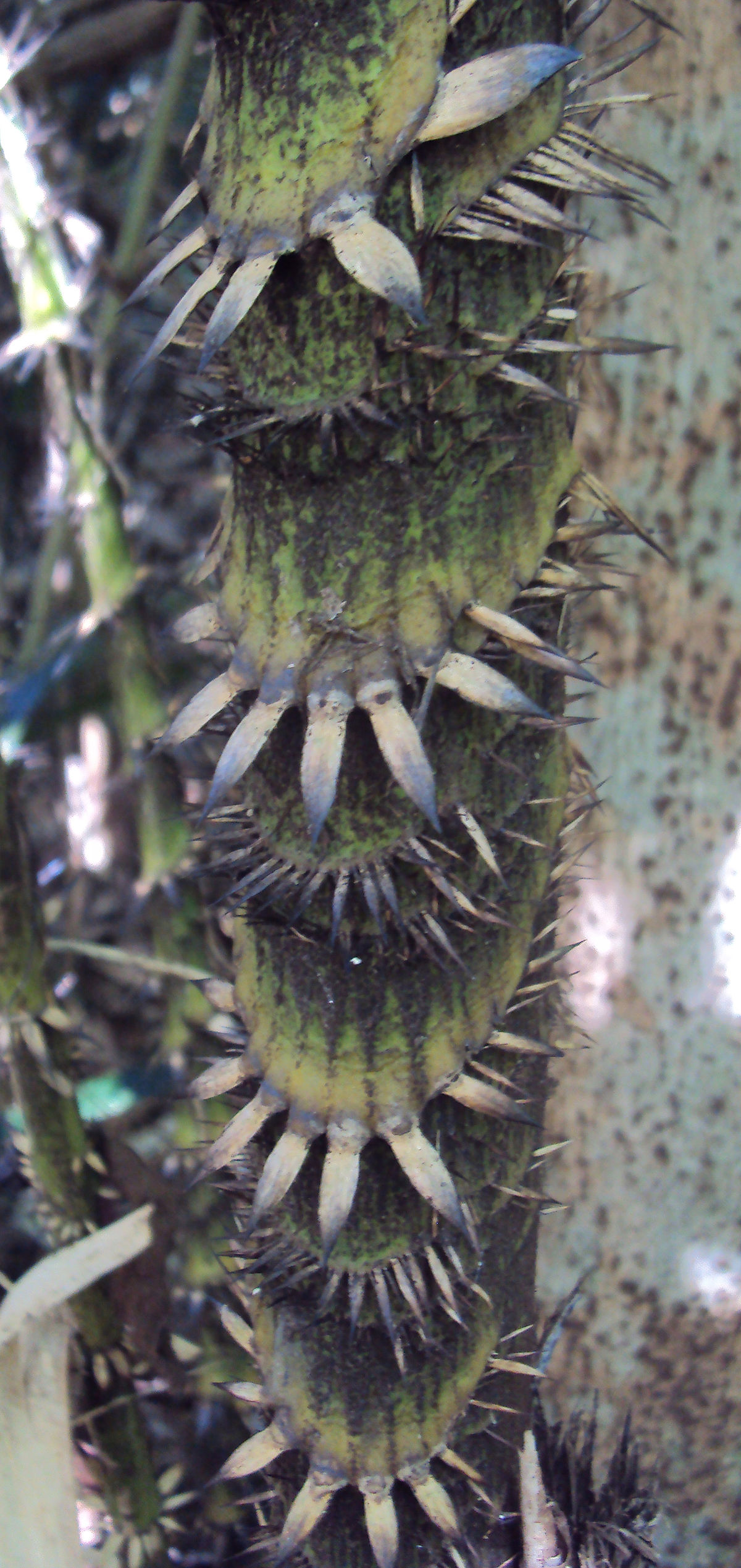 是棕榈科省藤属植物,攀援藤本,茎单生,带鞘茎粗(1.5-)2-2.