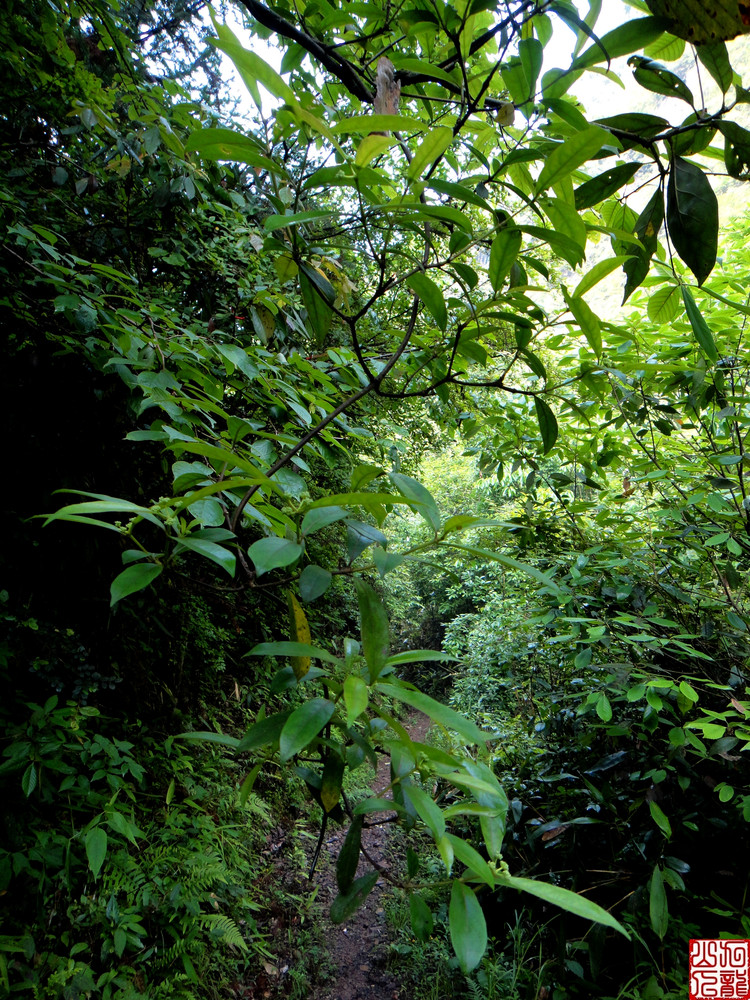 data-lemmaid="2946939">萝藦科 /a>植物须药藤 i>stelmatocrypton kh