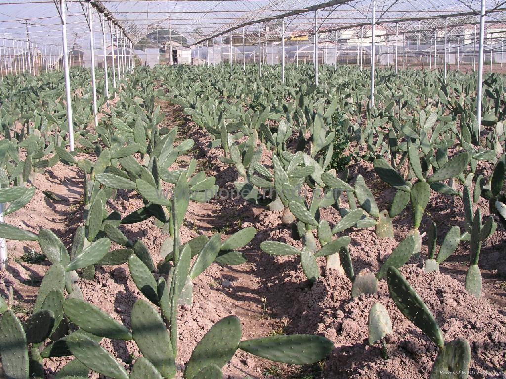  p> a href="#" data-lemmaid="6274349">胭脂虫 /a>( i>dactylopius