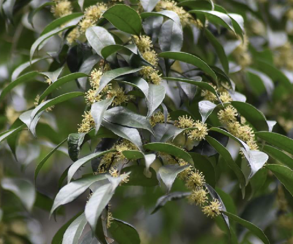 是冬青科冬青属植物.