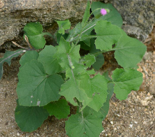  p>一点红(学名: i>emilia sonchifolia  /i>(l.