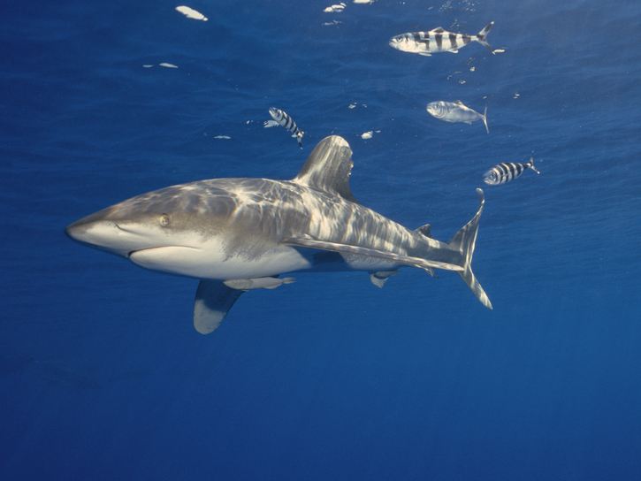 长鳍真鲨