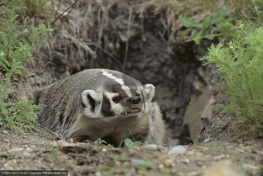  p>鼬科又名 a href="#">貂科 /a>,拥有 a href="#">犬型类 /a>超过半