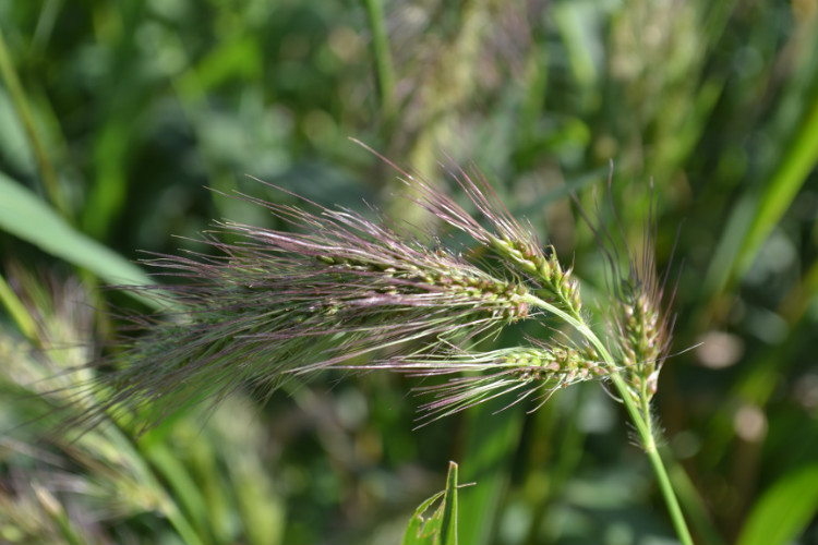  p> a href="#" data-lemmaid="8580485">长芒稗 /a>,拉丁文名