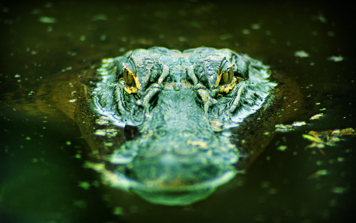 这样就产生了大家熟悉的"鳄鱼的眼泪"是比喻那些虚伪的坏人