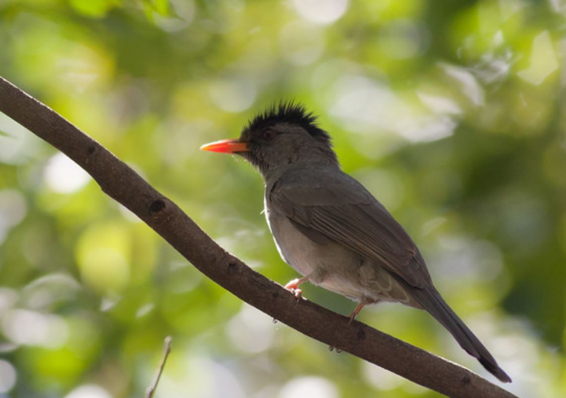  p>马岛短脚鹎(学名: i>hypsipetes madagascariensis /i>):属鸟纲,鹎
