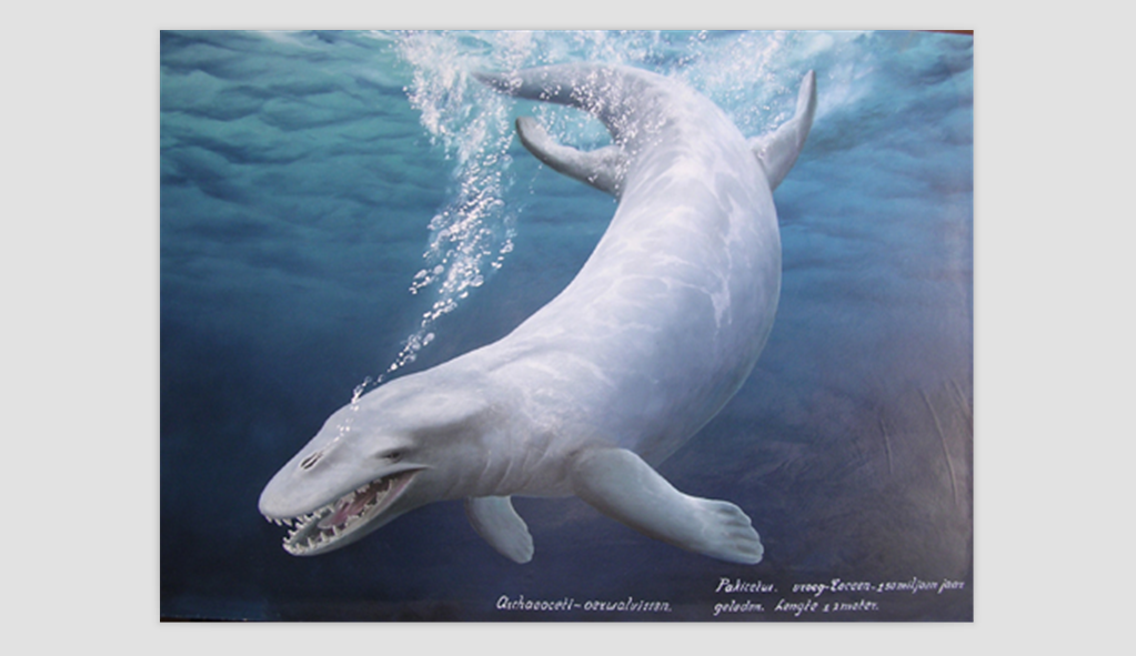 1x">雷明顿鲸是 a target="_blank" href="/item/古鲸亚目/7649286"