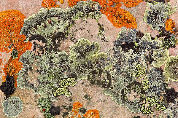  p data-id="gnvg4bouk0">地衣是蓝细菌或藻类与真菌共生的复合体.