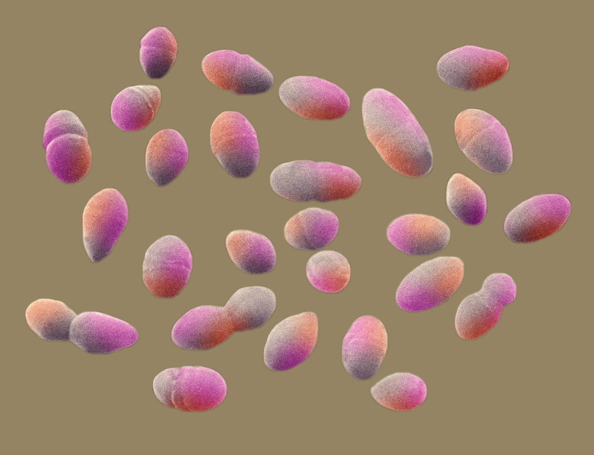  p>肠球菌为 a target="_blank" href="/item