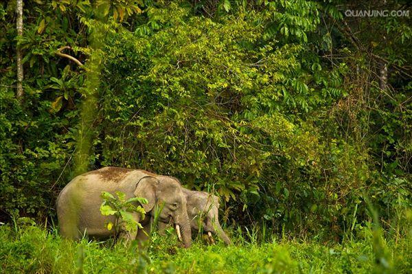 婆罗洲侏儒象