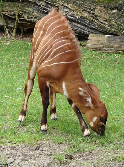 i>)是体型最大的林栖性 a target="_blank" href="/item/羚羊/19414"