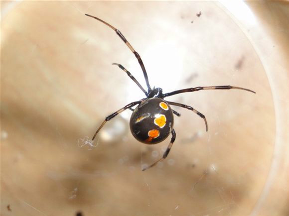  p>间斑寇蛛, i>latrodectus tredecimguttatus  /i>(rossi,1790),属 