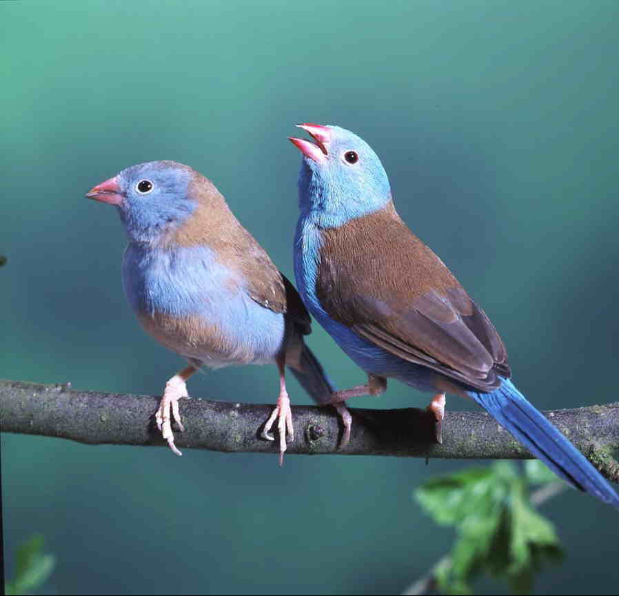  p>蓝饰雀为雀形目(passeriformes) a href="#" data-lemmaid="