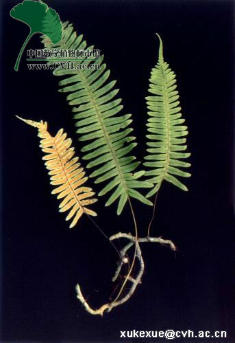  p> b>日本水龙骨 /b>(学名: b> i>polypodiodes niponica /i> /b>)