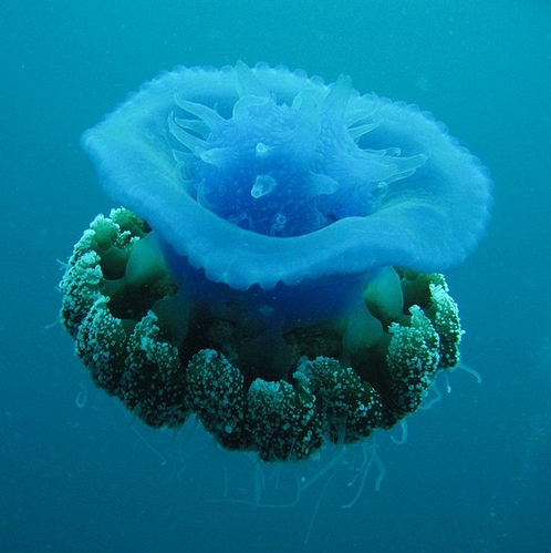  p>皇冠水母(学名: i>cephea cephea /i> ):是一种巨大的 a target="