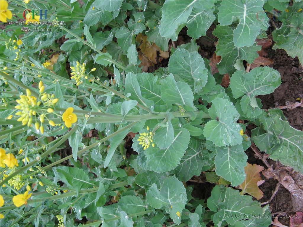  p>油菜籽也称为芸苔子,是十字花科作物油菜的种子,油菜的角果较长