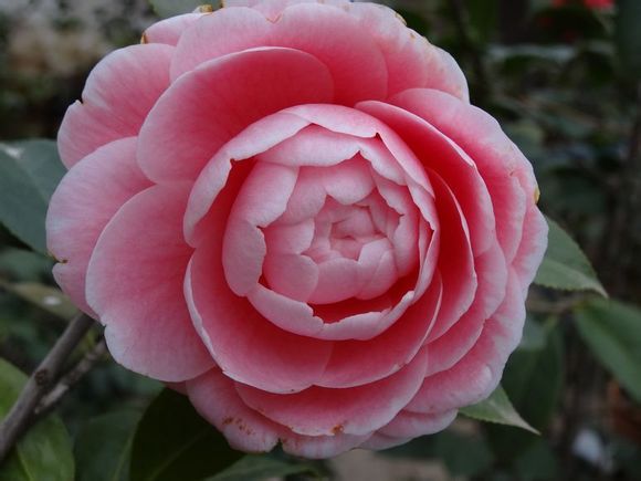  p>粉丹:福建别名—— a href="#" data-lemmaid="6533124">五色赤丹 