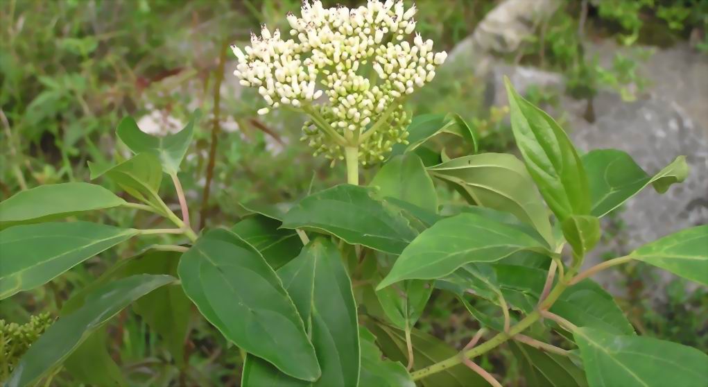  p>水红木(学名: i>viburnum cylindricum /i> buch. -ham. ex d.