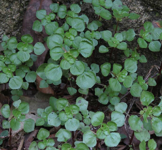 bl.的全草.分布于广东,海南,广西,贵州,云南等地.