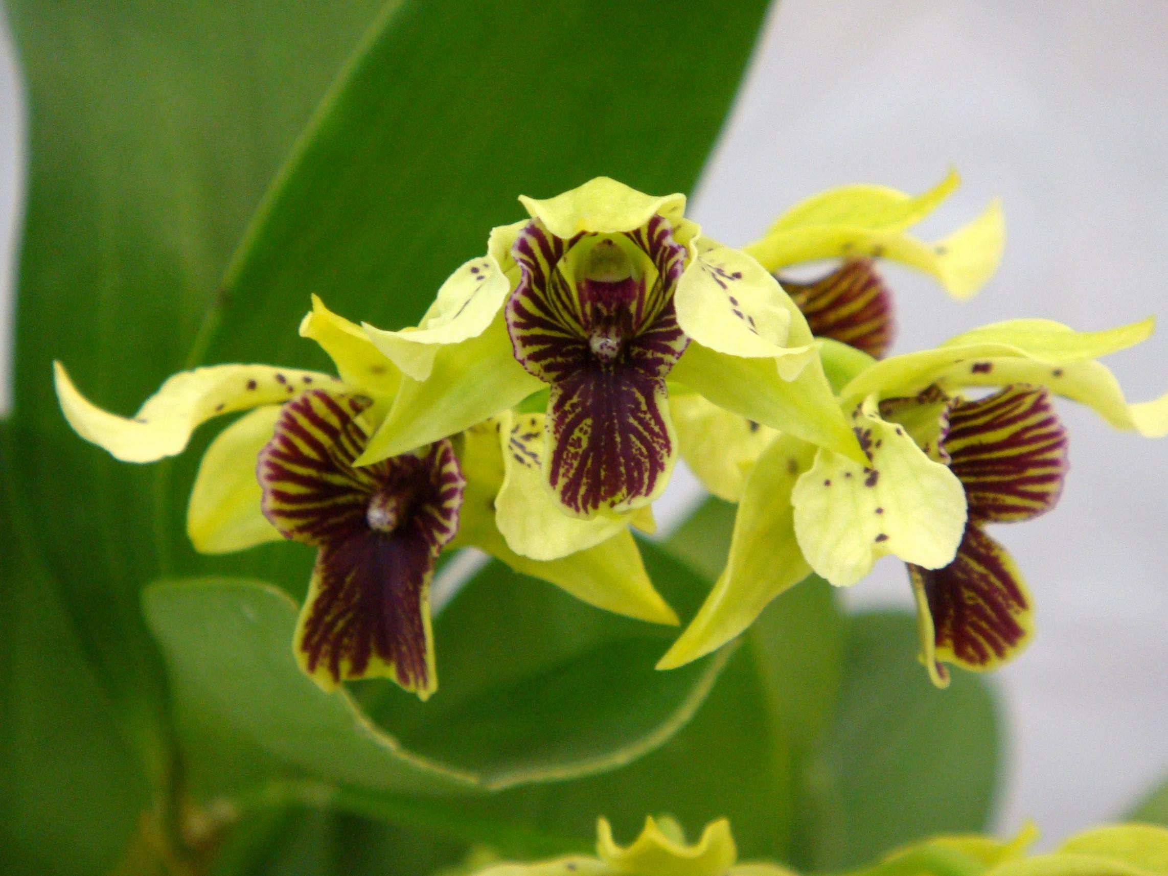  p>兜唇石斛(学名: i>dendrobium aphyllum /i>  (roxb. ) c. e.