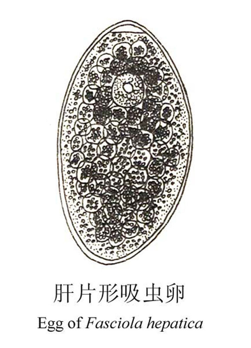 肝片吸虫