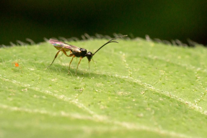 于 a href="#" data-lemmaid="21285">水稻 /a>稻田,隶属于茧蜂科的 a