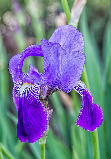 iris germannica