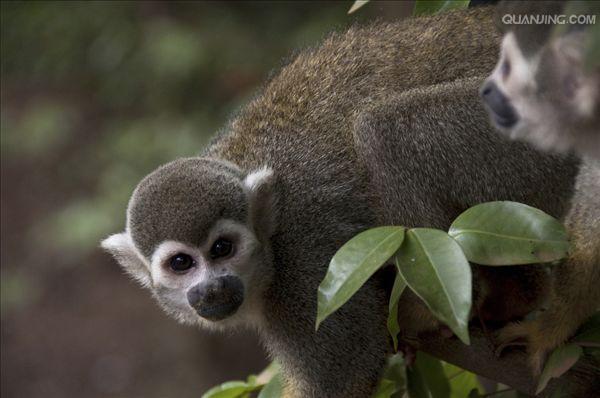  p>松鼠猴(学名: i>saimiri sciureus /i>),是产于南美洲的小型猴类