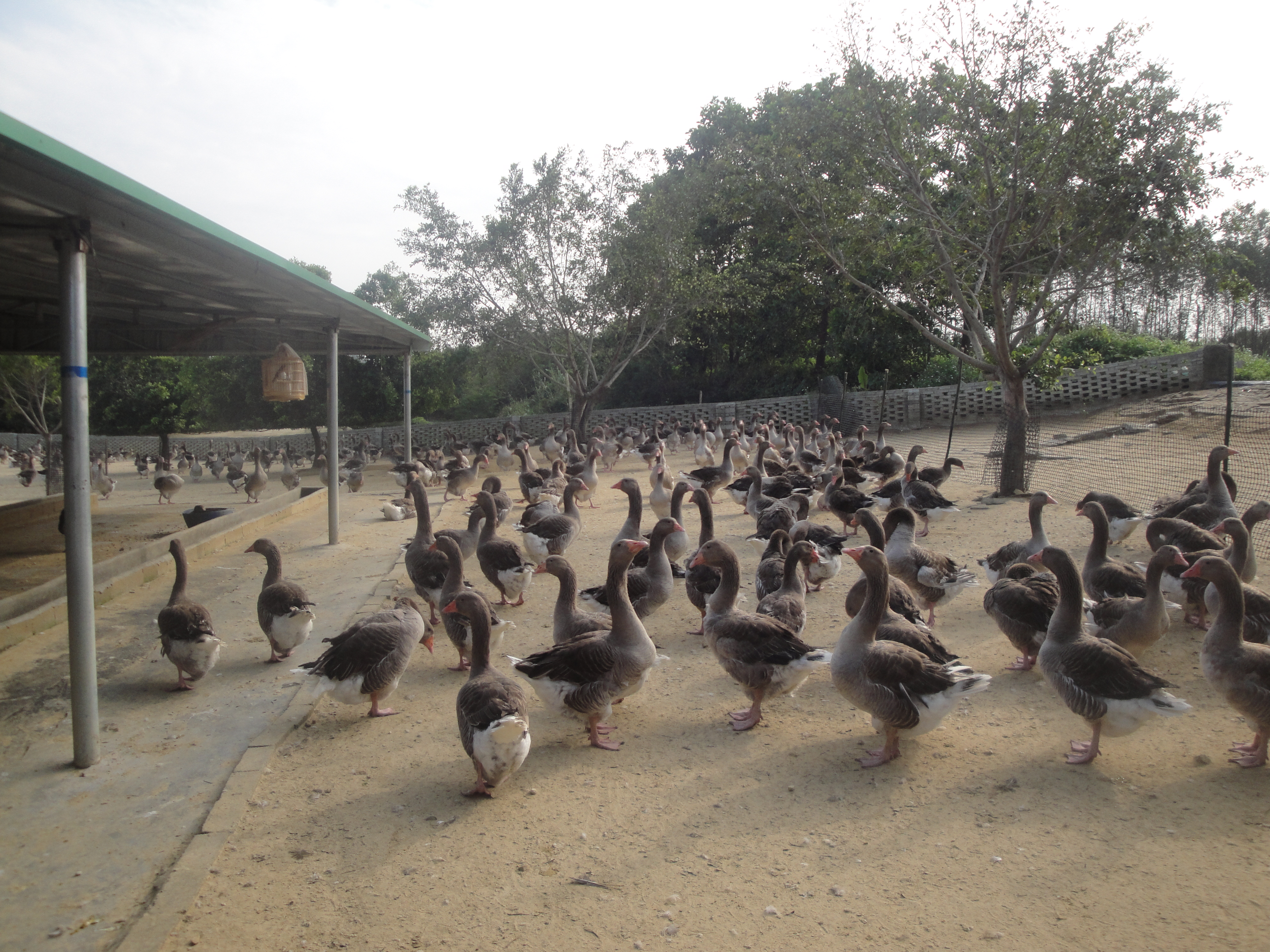 jh3o">又称西南灰鹅,原产于法国西部靠比斯开湾的朗德省 /span> sup