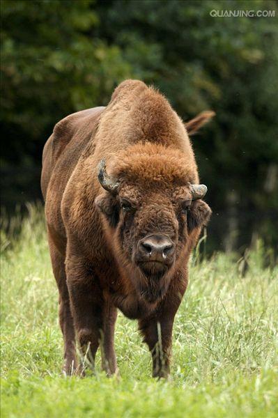 欧洲野牛(aurochs)