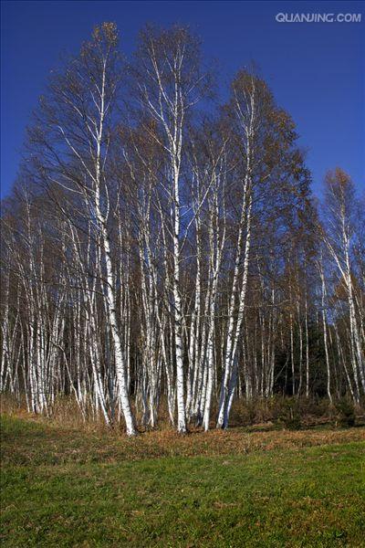  p>桦树是桦木属植物的通称.