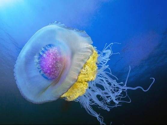  p>皇冠水母(学名: i>cephea cephea /i> ):是一种巨大的 a target="