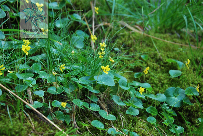  p>圆叶小堇菜(学名:viola rockiana w. beck.