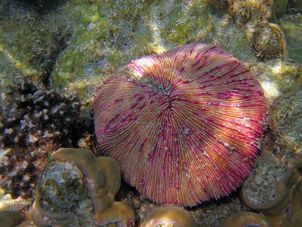  p>蕈珊瑚属(学名:fungia)是水螅型的单体或群体动物,共有25种.