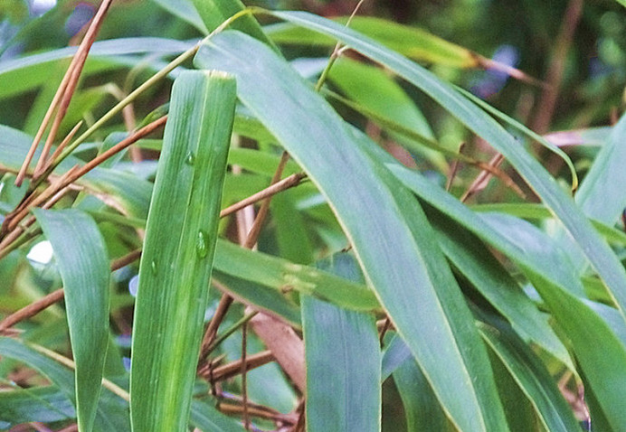  p>巴山木竹(学名: i>bashania fargesii  /i>(e. g. camus) keng f.