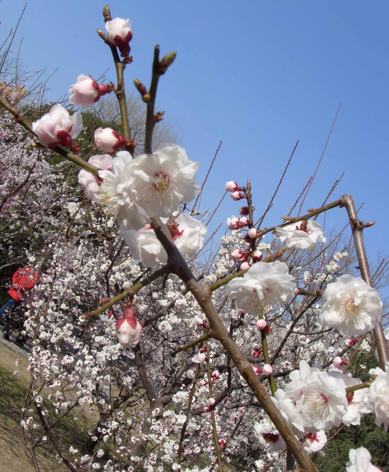  p data-id="gn70s1ek0j">绿萼梅花,中药名,别名绿梅花.