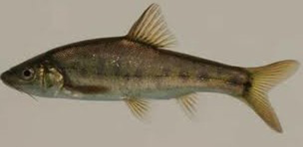  p>杞麓白鱼,学名: i> /i> i>anabarilius qiluensis  /i> (chen et