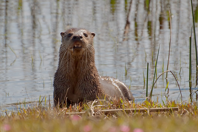  p>长尾水獭是分布在中美洲,南美洲及特立尼达的水獭.