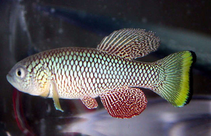  p>三叉琴琴尾鱼(学名:aphyosemionsjoestedti),又称三叉尾鳉,原产于