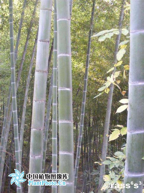 p>强竹(学名:phyllostachys heterocycla cv.
