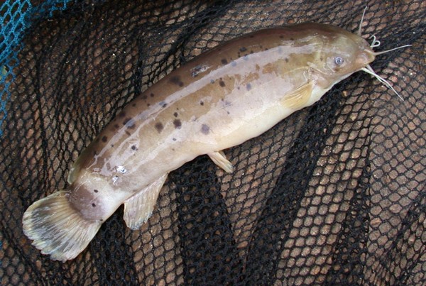  p>电鲶,学名:malapterurus electricus.