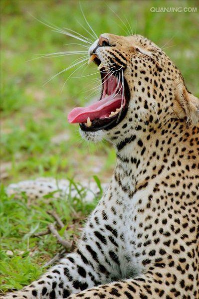 panthera pardus pardus