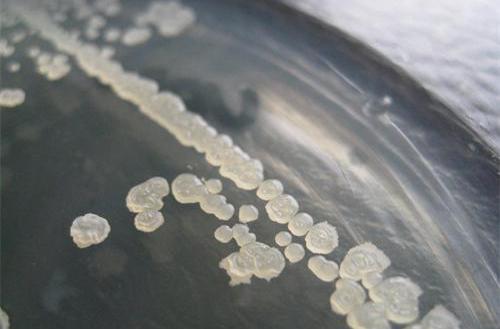  p>枯草芽孢杆菌( i>bacillus subtilis /i>),是 a href="#" data