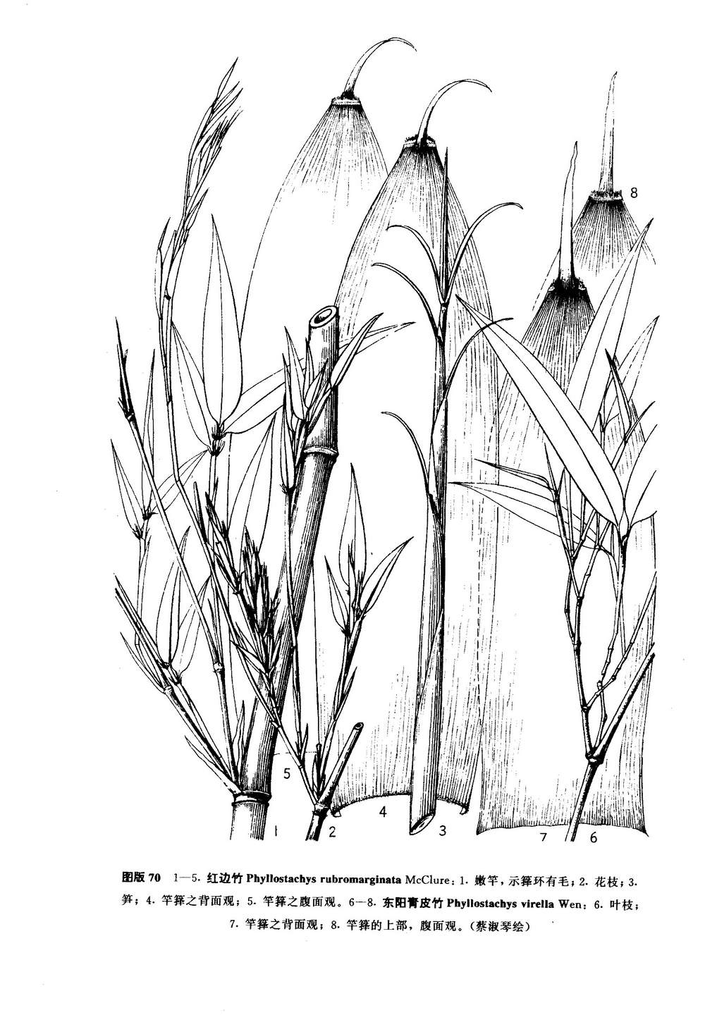  p>红边竹(学名:phyllostachys rubromarginata),禾本科刚竹属植物,为