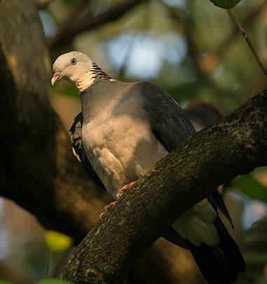 灰林鸽