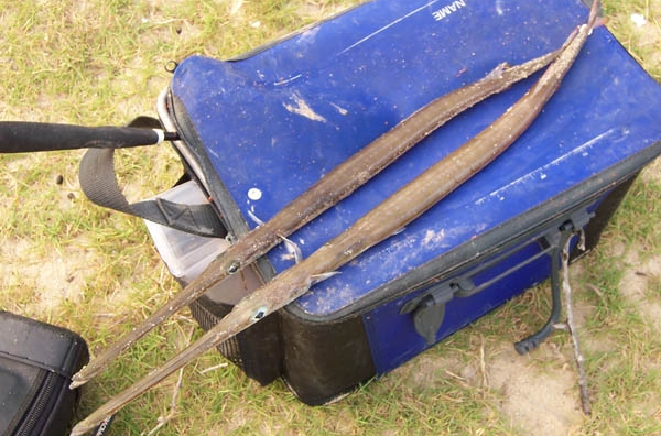  p>毛烟管鱼(学名:fistularia villosa)为 a href="#" data-lemmaid="