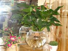 水培植物 百度百科